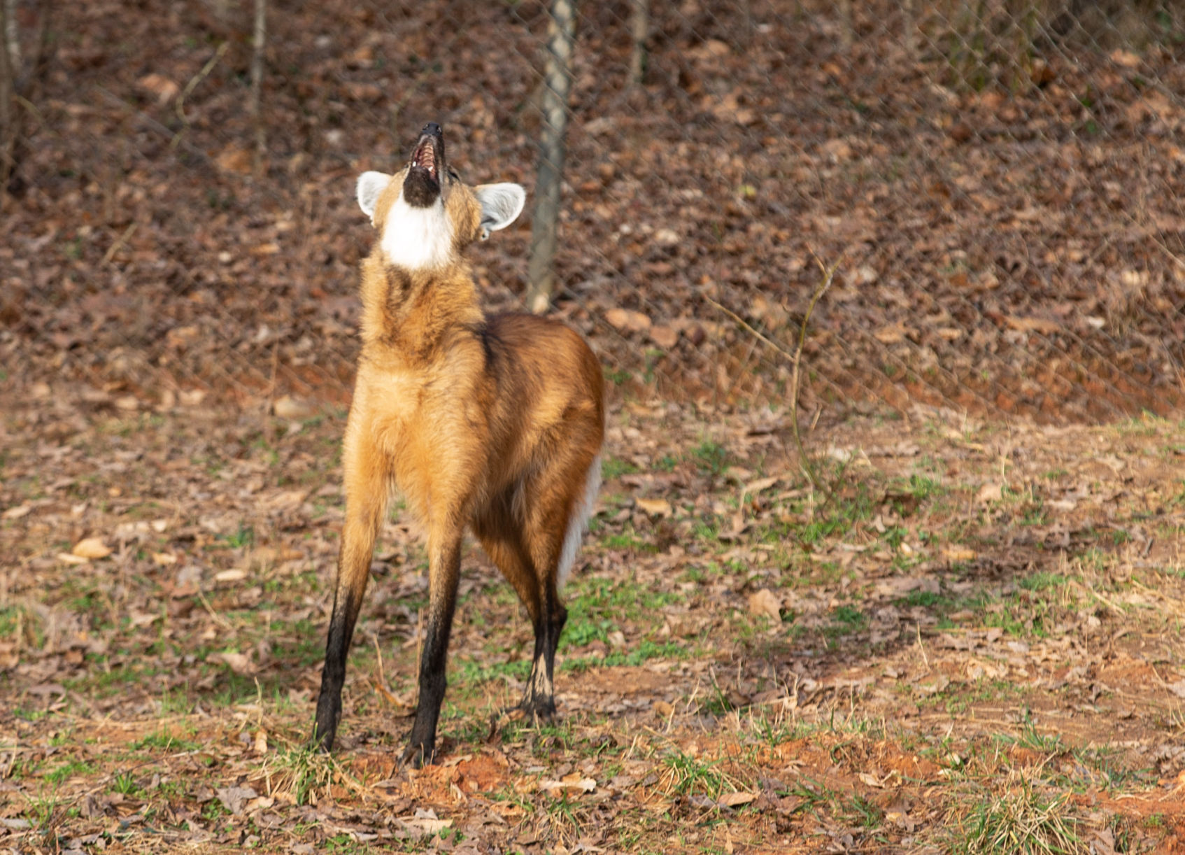 Maned Wolf Pups
